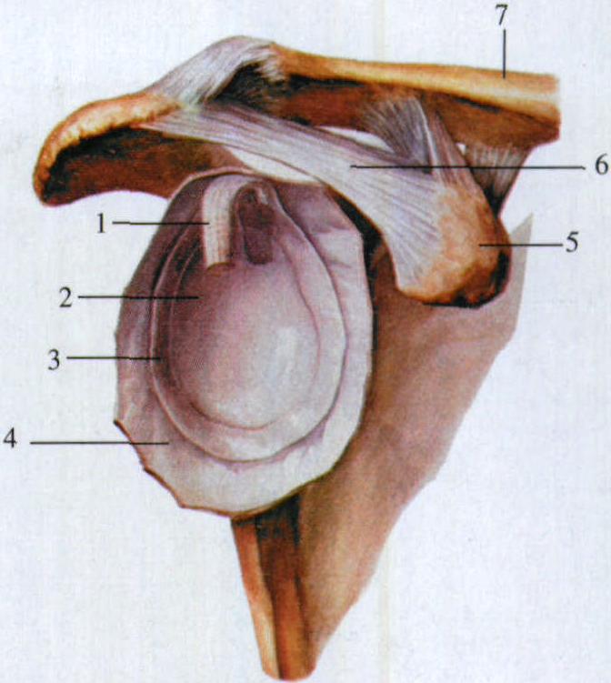 关节盂 解剖图图片